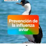 EL GOBIERNO DE LA PROVINCIA ACTIVA PROTOCOLO PREVENTIVO POR DETECCIÓN DE MORTANDAD DE AVES MARINAS EN RIO GRANDE