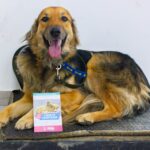 RGA MASCOTERA: EL MUNICIPIO REALIZÓ UNA NUEVA JORNADA DE VACUNACIÓN ANTIRRÁBICA