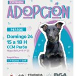 RGA MASCOTERA: SUMÁ UN AMIGO DE CUATRO PATAS A TU VIDA