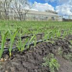 RIO GRANDE : SE INSTALARON LÍNEAS DE RIEGO EN LA PRODUCCIÓN DE AJO VIOLETA DE RGA ALIMENTOS