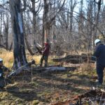 CORAZÓN DE LA ISLA: AVANZA LA REFORESTACIÓN EN LA ZONA AFECTADA POR EL INCENDIO