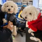 RIO GRANDE : ANTE LAS BAJAS TEMPERATURAS, EL MUNICIPIO BRINDA RECOMENDACIONES PARA EL CUIDADO DE LAS MASCOTAS