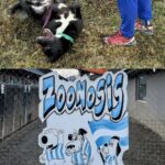 USHUAIA :LA MUNICIPALIDAD  REALIZÓ UNA JORNADA DE VOLUNTARIADO PARA PROMOVER EL BIENESTAR ANIMAL