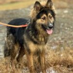 USHUAIA : ANTE EL INTENSO FRÍO, LA MUNICIPALIDAD RECUERDA LA IMPORTANCIA DE RESGUARDAR A LOS ANIMALES DE COMPAÑÍA