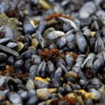 GOBIERNO ABRE LAS INSCRIPCIONES AL TALLER “INTRODUCCIÓN AL CULTIVO DE MEJILLÓN MEDIANTE EL MÉTODO BOUCHOT”